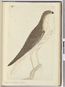 f.32 Halcón. Nueva Caledonia. (Sept. 1774), 1772-75 de Isaac Smith