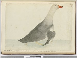 f.35 Pato llamado Corredor por su rapidez al correr sobre el agua pero no puede volar. Isla de los Estados Tierra del Fuego. Pesaba 29 lbs, 1772-75 de Isaac Smith