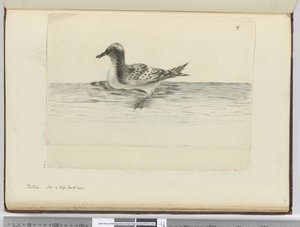 f.37a Pintado. Visto en alta latitud sur, 1772-75