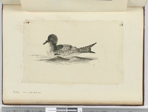 f.37b Pintado. Visto en alta latitud sur, 1772-75 de Isaac Smith
