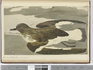 f.38 Gaviota llamada gallina de Port Egmont. Visto en lat. 50 S., 1772-75