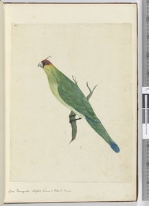 F.3 Periquito verde. Isla Norfolk e Islas Amistosas, 1772-75 de Isaac Smith