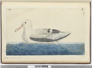 f.43 Albatros. Visto en el mar en alta latitud sur, 1772-75