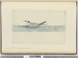 f.45 Petrel gris pequeño (?) visto cerca del Cabo de Buena Esperanza. Oct. 1772, 1772-75