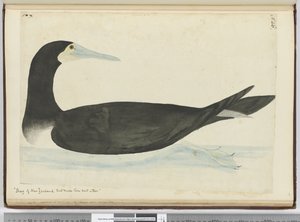f.46 Cormorán de Nueva Zelanda que hace su nido en los árboles, 1772-75 de Isaac Smith