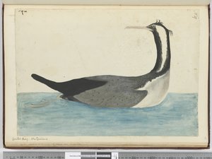 f.47 Cormorán crestado. Nueva Zelanda, 1772-75 de Isaac Smith