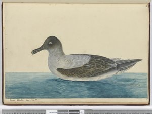 f.49 Albatros pequeño visto en lat. 65 S., 1772-75 de Isaac Smith