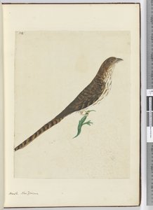 F.4 Halcón. Nueva Zelanda, 1772-75 de Isaac Smith