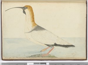 f.52 Un nuevo zarapito. Visto en la Isla de los Estados Tierra del Fuego Ene. 1774, 1772-75 de Isaac Smith