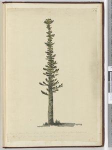f.54 Tipo de pino abeto en la Isla de los Pinos en el extremo sur de Nueva Caledonia y alto para mástiles de un tipo muy grande. Visto Sept. 1774..., 1772-75