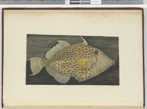 f.55 Un pez llamado Vieja de S. Jago, 1772-75