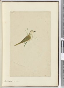 F.5 Cuco pequeño. Nueva Zelanda, 1772-75 de Isaac Smith