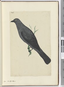 F.6 Cuervo. Nueva Caledonia, 1772-75 de Isaac Smith