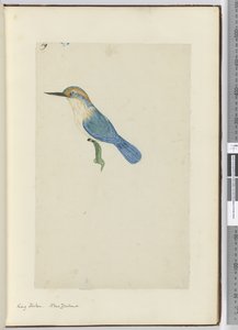 F.9 Martín pescador. Nueva Zelanda, 1772-75 de Isaac Smith