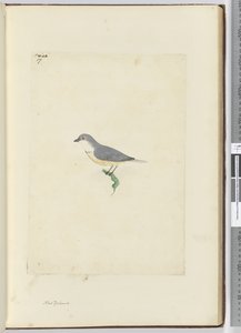 f.17 Pájaro no identificado de Nueva Zelanda, 1772-75 de Isaac Smith