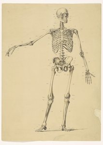 Esqueleto humano, con notas