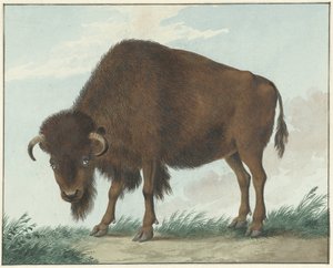 Bisonte de Isaac van Haastert