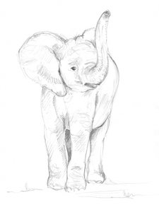 Cría de elefante 02