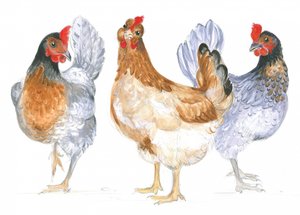 Gallinas cacareando