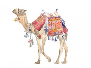 Elegancia del desierto