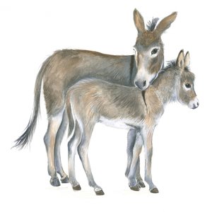 Burro y potro