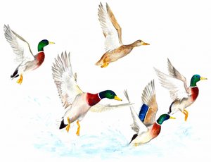 Patos en vuelo