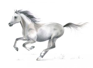 Gracia dinámica de un caballo al galope