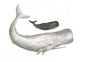 Gigantes gentiles del océano