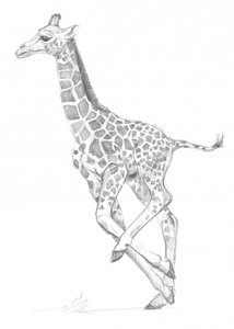 Jirafa
