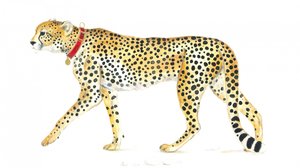 Elegante paseo del guepardo