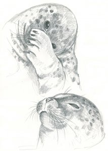 Dibujo de focas grises
