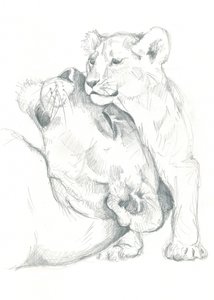 Estudio de dibujo de una leona y su cachorro