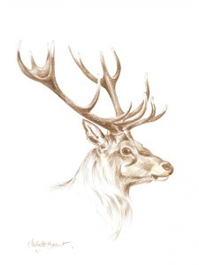 Dibujo de un majestuoso ciervo