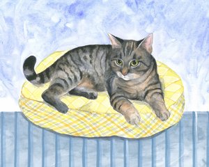 Gato almohada