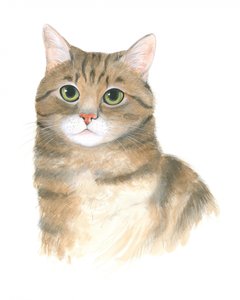 Gatito Plato