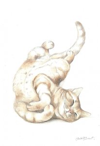 Gato relajado