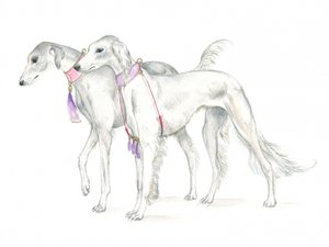 Perros saluki con delicados collares