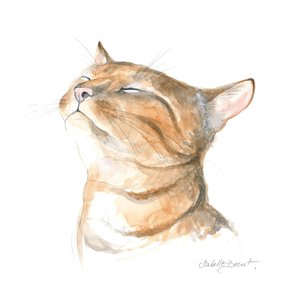 Gato atigrado sereno