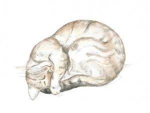Gato atigrado durmiendo