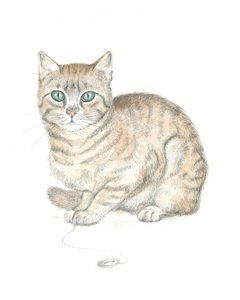 Gato atigrado y botón