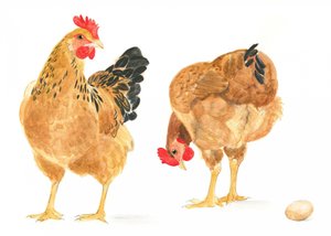El huevo y dos gallinas