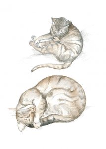 Dos estudios de gatos