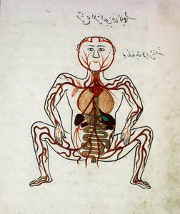 Medicina árabe: "circulación sanguínea y sistema digestivo". Miniatura del manuscrito de anatomía "Tashrih bi al-Taswir" (Anatomía del cuerpo) por Mansur ibn Ilyas (circa 1390) siglo XVII Estambul, biblioteca universitaria de Islamic School
