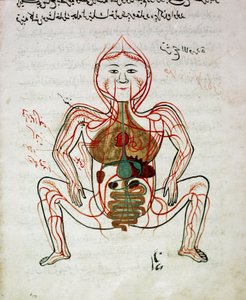 Medicina árabe: "circulación sanguínea y sistema digestivo". Miniatura del manuscrito de anatomía "Tashrih bi al-Taswir" (Anatomía del cuerpo) por Mansur ibn Ilyas (circa 1390) siglo XVII Estambul, biblioteca universitaria