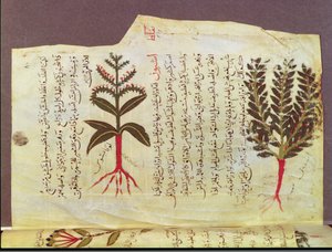 Ms. Arabe 4947 fol.84, Plantas de un tratado de Dioscórides, siglo XIII de Islamic School