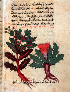Página de un herbario médico (manuscrito) de Islamic School
