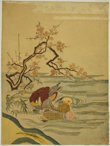 Patos mandarines nadando bajo una rama de ciruelo de Isoda Koryusai