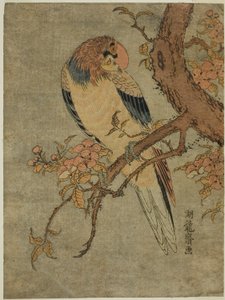 Loro en árbol de membrillo de Isoda Koryusai