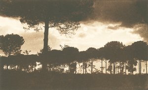 Rávena, La Pineta di Classe (foto b/n) de Italian Photographer