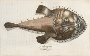 Un pez sapo, ilustración de 